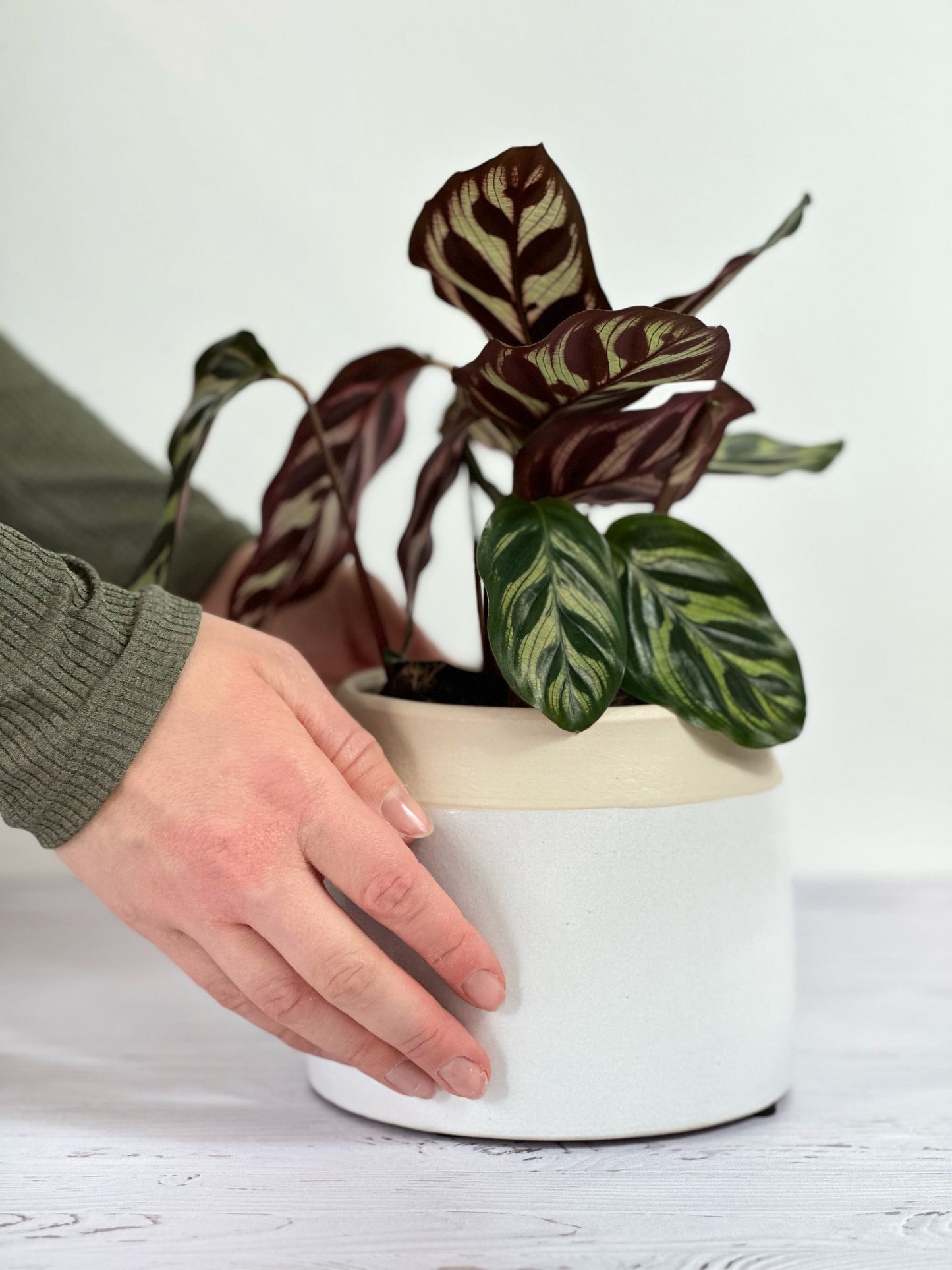 Cache-pot Cobi – Beige & Vert Sauge