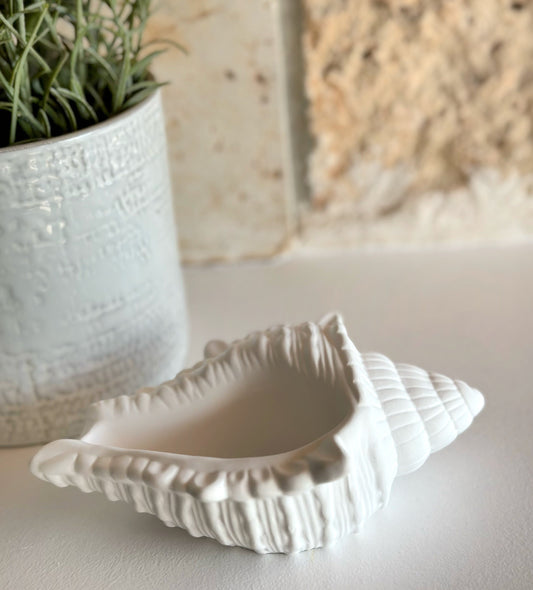 Objet Coquillage Trésor Marin