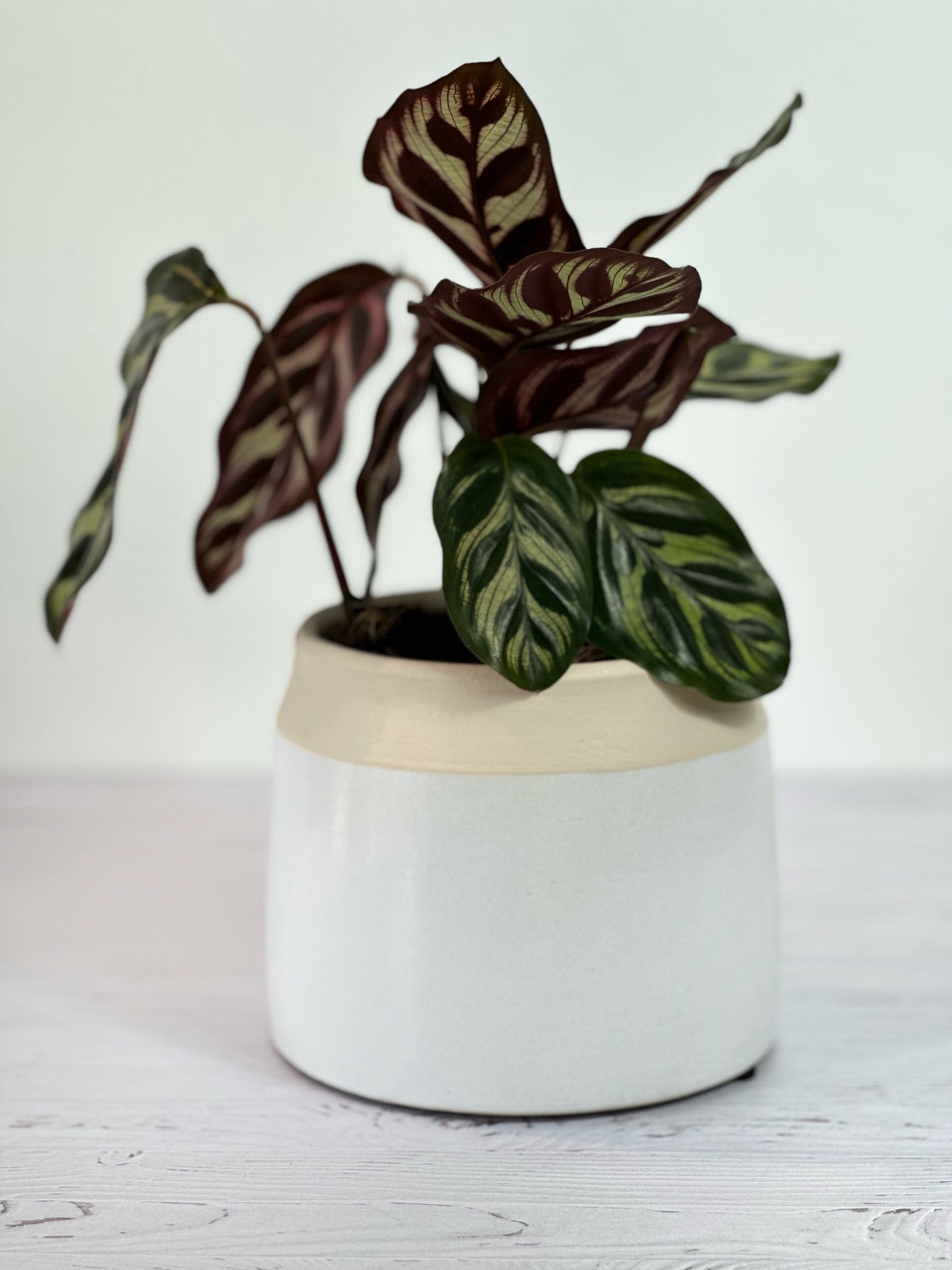 Cache-pot Cobi – Beige & Vert Sauge