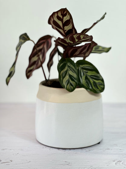 Cache-pot Cobi – Beige & Vert Sauge