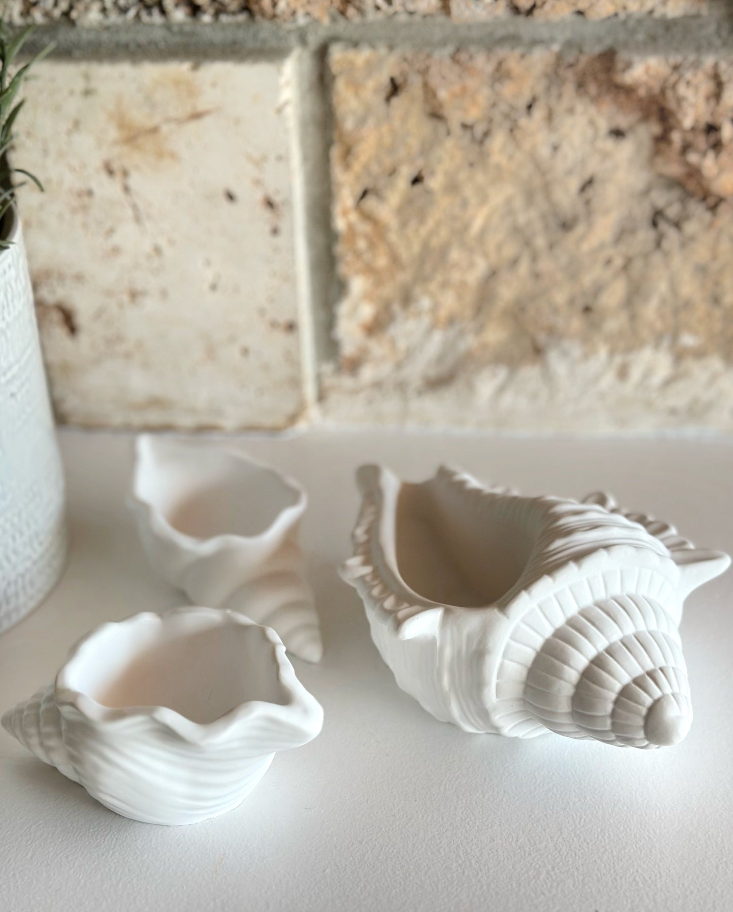 Objet Coquillage Trésor Marin