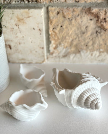 Objet Coquillage Trésor Marin