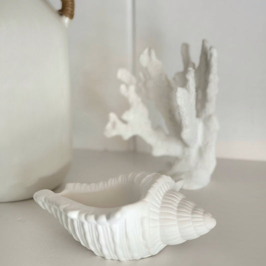 Objet Coquillage Trésor Marin